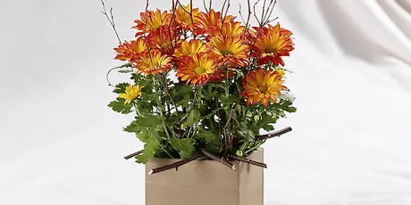 Fresh orange and yellow chrysanthemum arrangement in a square planter with greenery and branches.