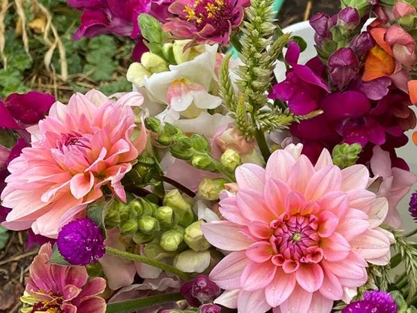 A close-up of a colorful bouquet featuring pink dahlias, purple scabiosa, and white lisianthus.