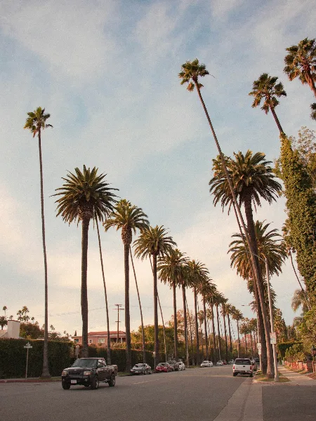 A street in Beverly Hills, Los Angeles, lined with tall palm trees and featuring a black pickup truck and other parked cars.