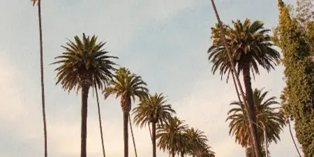 A street in Beverly Hills, Los Angeles, lined with tall palm trees and featuring a black pickup truck and other parked cars.