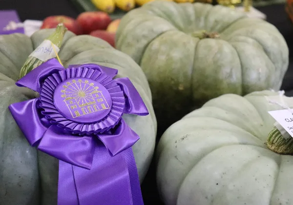 A purple award ribbon with the Clay County Fair logo attached to a green pumpkin at a fair exhibit.