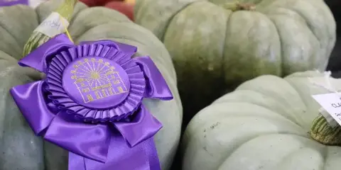 A purple award ribbon with the Clay County Fair logo attached to a green pumpkin at a fair exhibit.