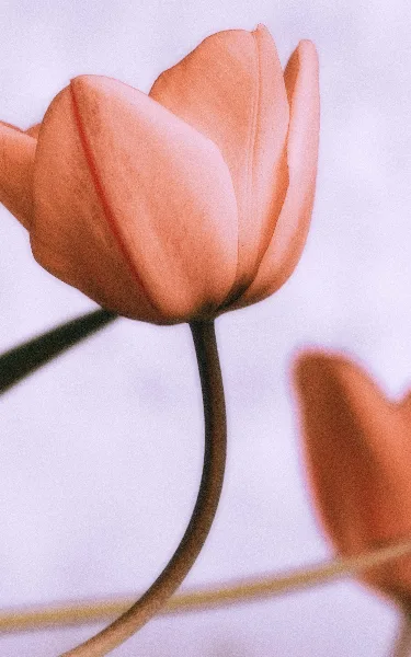 A close-up photograph of a peach-colored tulip flower with a long green stem against a light background.