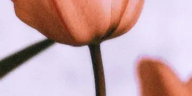 A close-up photograph of a peach-colored tulip flower with a long green stem against a light background.