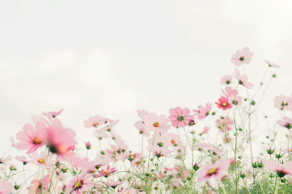 A field of pink cosmos flowers blooming against a bright, overcast sky.