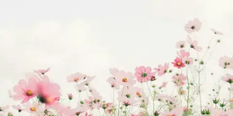 A field of pink cosmos flowers blooming against a bright, overcast sky.