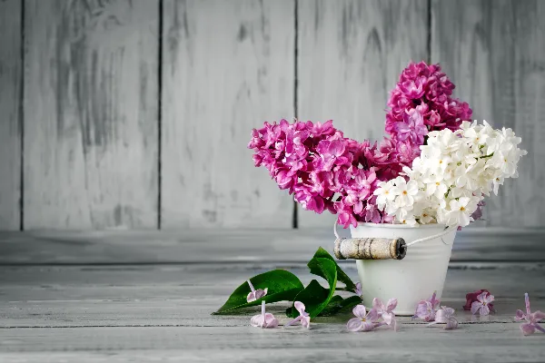A white bucket filled with pink and white lilac flowers on a rustic wooden table.