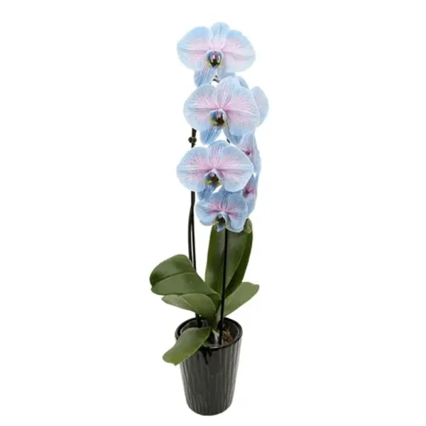 A potted Phalaenopsis orchid with light blue and pink flowers.