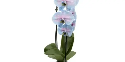 A potted Phalaenopsis orchid with light blue and pink flowers.