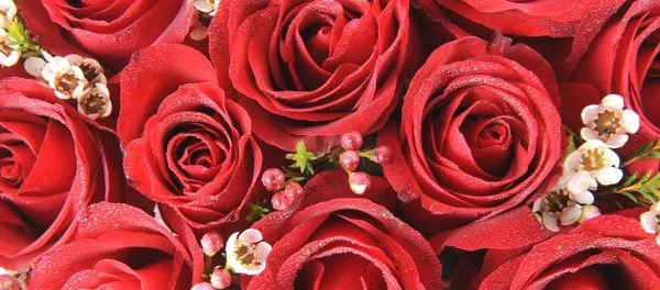 Close-up photograph of a dense arrangement of fresh red roses with small white filler flowers and greenery.