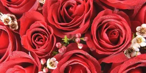 Close-up photograph of a dense arrangement of fresh red roses with small white filler flowers and greenery.