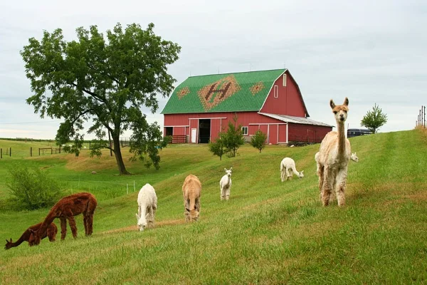 A red barn with a green roof and a herd of alpacas grazing on a green hillside.