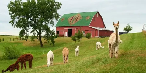 A red barn with a green roof and a herd of alpacas grazing on a green hillside.