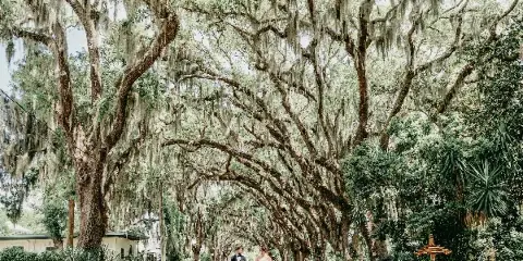 A bride and groom walking hand-in-hand down a road lined with large oak trees draped in Spanish moss.