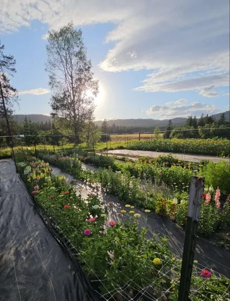 A wide shot of a flower farm with rows of colorful blooms and greenery under a bright sky.