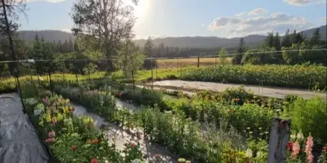 A wide shot of a flower farm with rows of colorful blooms and greenery under a bright sky.