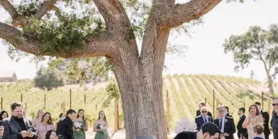 Bride and groom kissing during a wedding ceremony under a large tree in a vineyard with guests seated on benches.