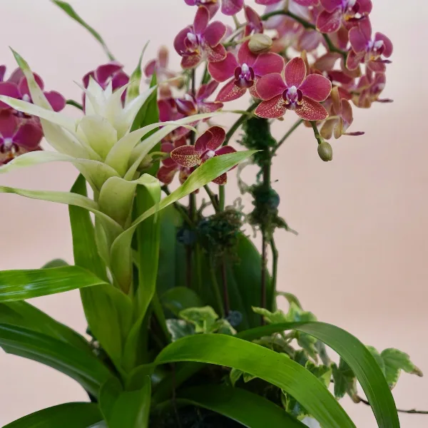 A close-up photograph of a floral arrangement featuring purple orchids and a green bromeliad plant.