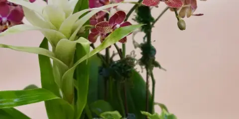 A close-up photograph of a floral arrangement featuring purple orchids and a green bromeliad plant.