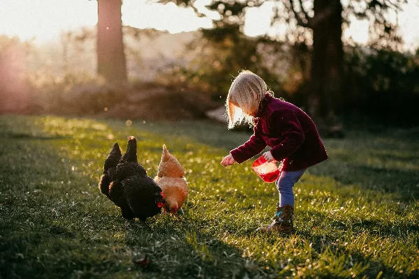 A young child in a red jacket feeding chickens on a grassy farm at sunset.