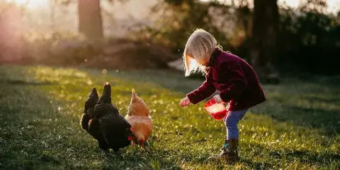 A young child in a red jacket feeding chickens on a grassy farm at sunset.