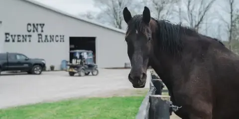 A dark horse stands in the foreground with a white barn building labeled 'CNY Event Ranch' in the background.