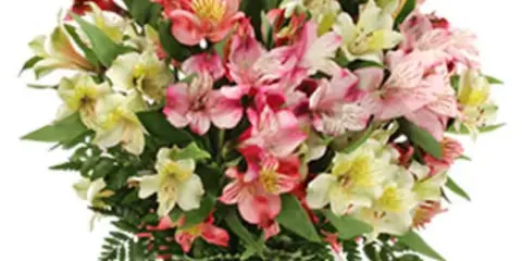 A bouquet of pink and white alstroemeria flowers arranged in a clear glass vase.