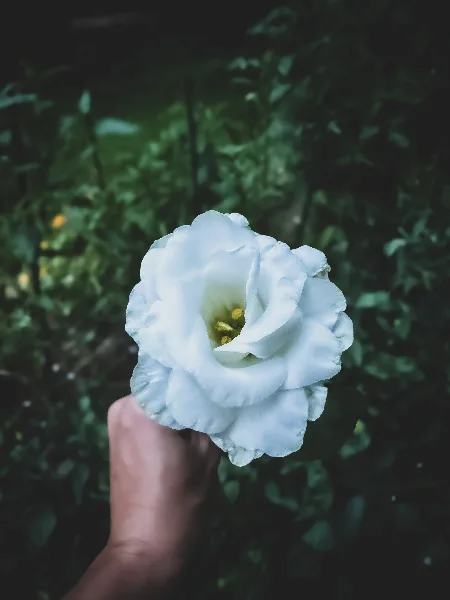 A hand holding a white flower bloom against a background of green leaves