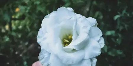 A hand holding a white flower bloom against a background of green leaves
