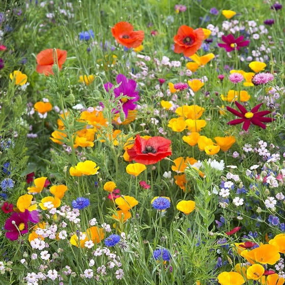 A colorful field of wildflowers including red poppies, yellow California poppies, and purple cosmos.