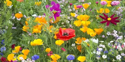 A colorful field of wildflowers including red poppies, yellow California poppies, and purple cosmos.