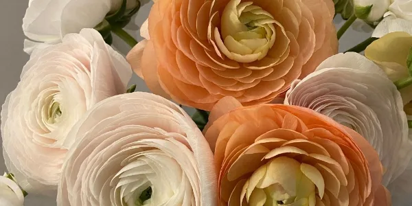 Close-up of a floral arrangement with peach and white ranunculus flowers
