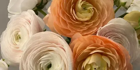 Close-up of a floral arrangement with peach and white ranunculus flowers