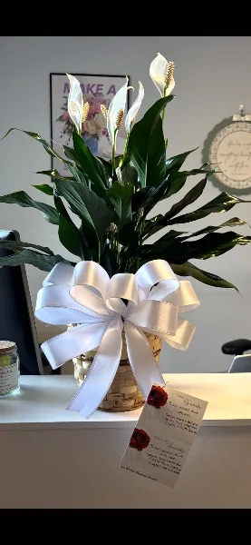 A floral arrangement of white calla lilies in a woven basket with a large white ribbon bow, displayed on a counter.