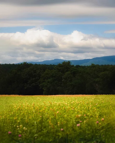 Flower field at Gather Greene Event Venue, Hudson Valley NY