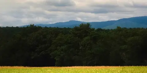 Flower field at Gather Greene Event Venue, Hudson Valley NY