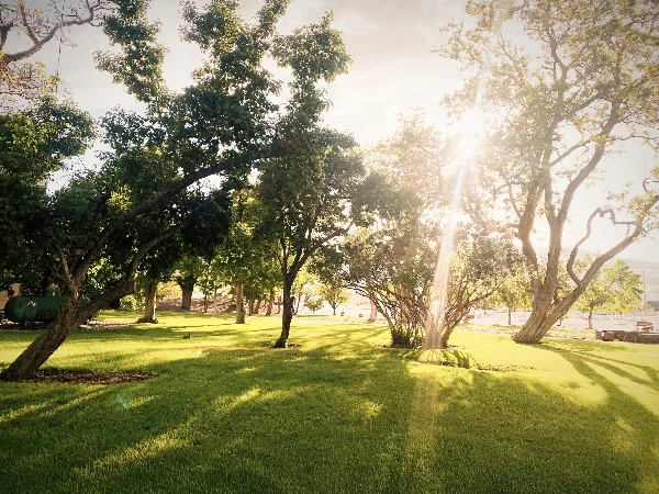 Sunlit outdoor lawn with mature trees at a wedding venue