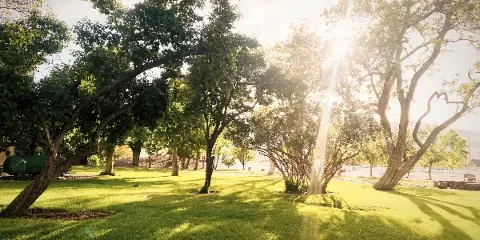 Sunlit outdoor lawn with mature trees at a wedding venue
