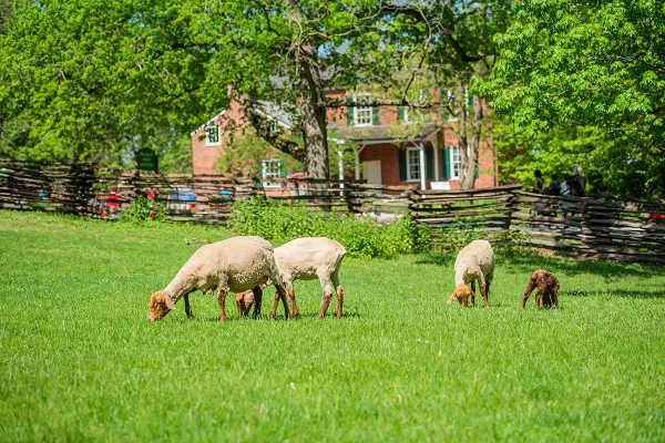 Sheep grazing on a green lawn in front of a historic brick house with a split-rail fence at Conner Prairie