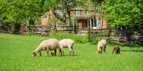 Sheep grazing on a green lawn in front of a historic brick house with a split-rail fence at Conner Prairie