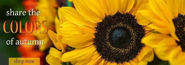Close-up photograph of bright yellow sunflowers with dark centers.