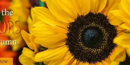 Close-up photograph of bright yellow sunflowers with dark centers.