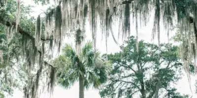 Outdoor wedding ceremony under live oaks with Spanish moss and river view