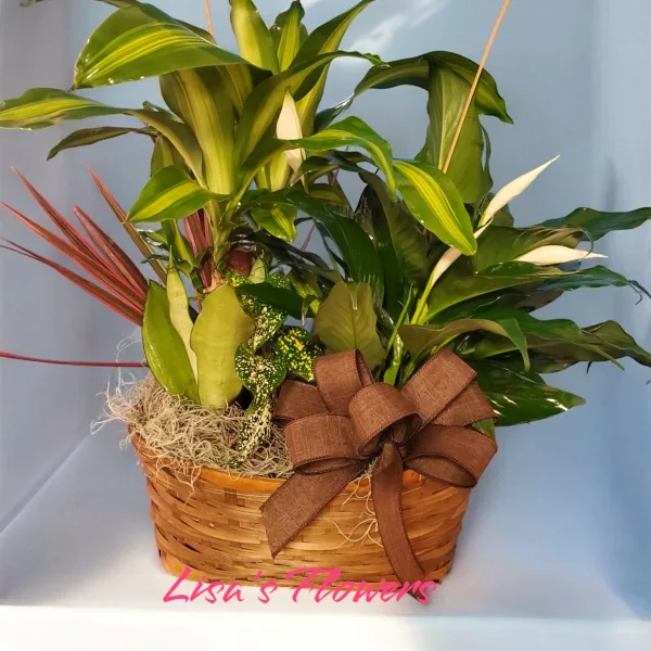 A wicker basket arrangement containing tropical plants and a brown ribbon bow, labeled with the text 'Lisa's Flowers'.