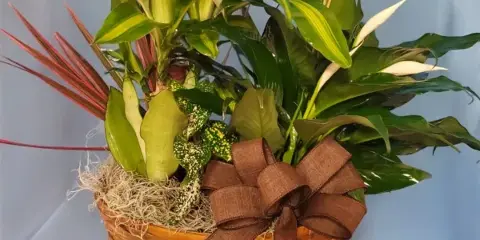 A wicker basket arrangement containing tropical plants and a brown ribbon bow, labeled with the text 'Lisa's Flowers'.