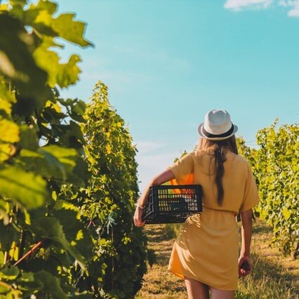 A person in a yellow dress and hat walking through a vineyard carrying a black crate.