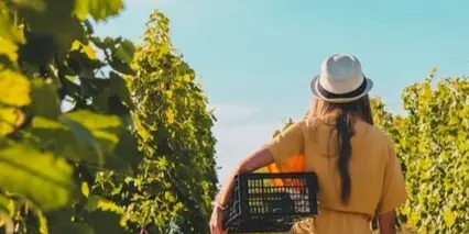 A person in a yellow dress and hat walking through a vineyard carrying a black crate.