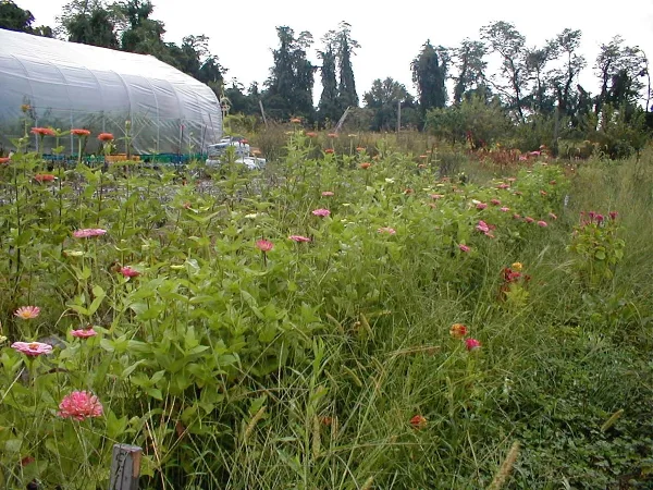 A flower farm field with rows of pink and orange zinnias and a large greenhouse structure in the background.