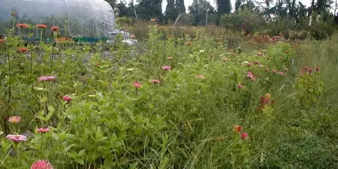 A flower farm field with rows of pink and orange zinnias and a large greenhouse structure in the background.