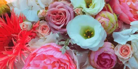 A close-up view of a colorful floral arrangement featuring pink roses, white ranunculus, and a red protea.